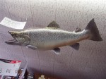 Bob Bringhurst's then World Record Brown Trout from Flaming Gorge hangs in Ken's Sporting Goods in Bridgeport Ca.
